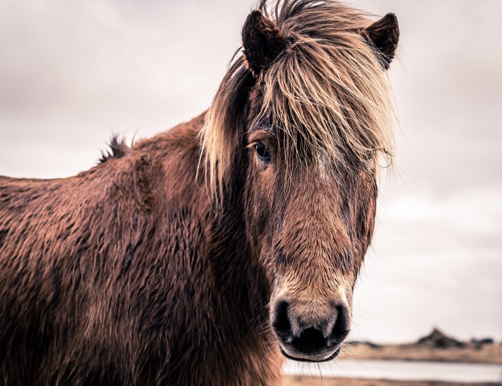 Icelandic Horse, Horseback Riding in Iceland