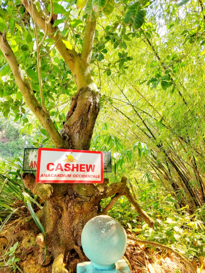 Photo of a cashew fruit tree in Soufriere