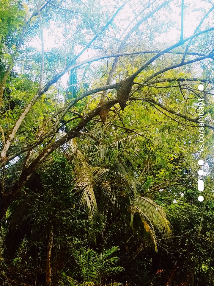 Two giant termite nests sit high in the lush green jungle trees. A part of the monkey boat tour in Costa Rica