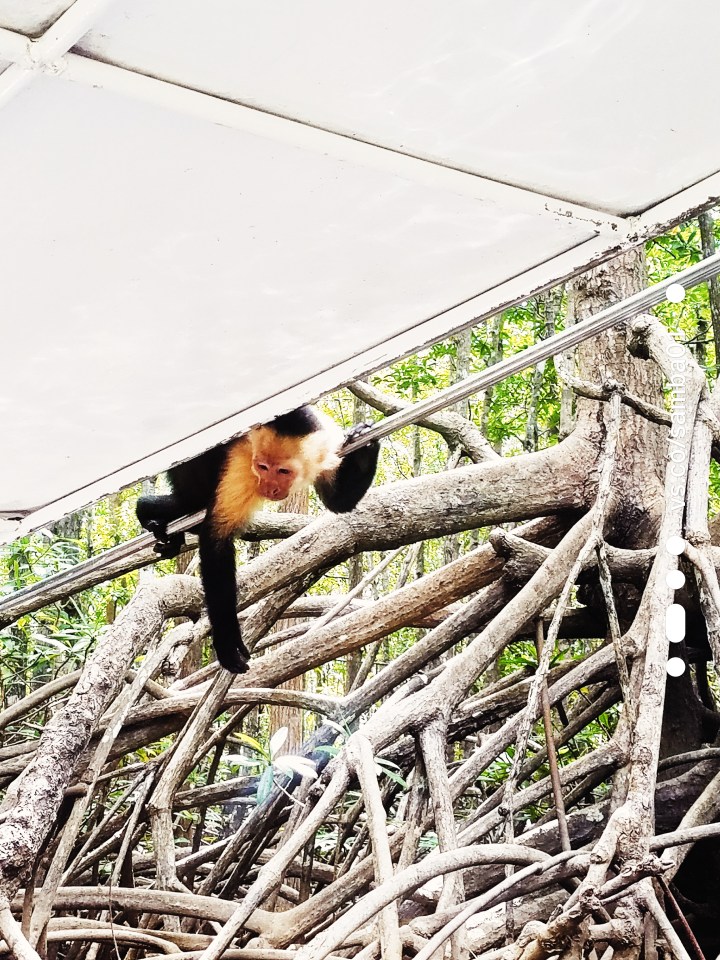 A small black and white monkey climbs onto the boat of the monkey boat tour in Costa Rica