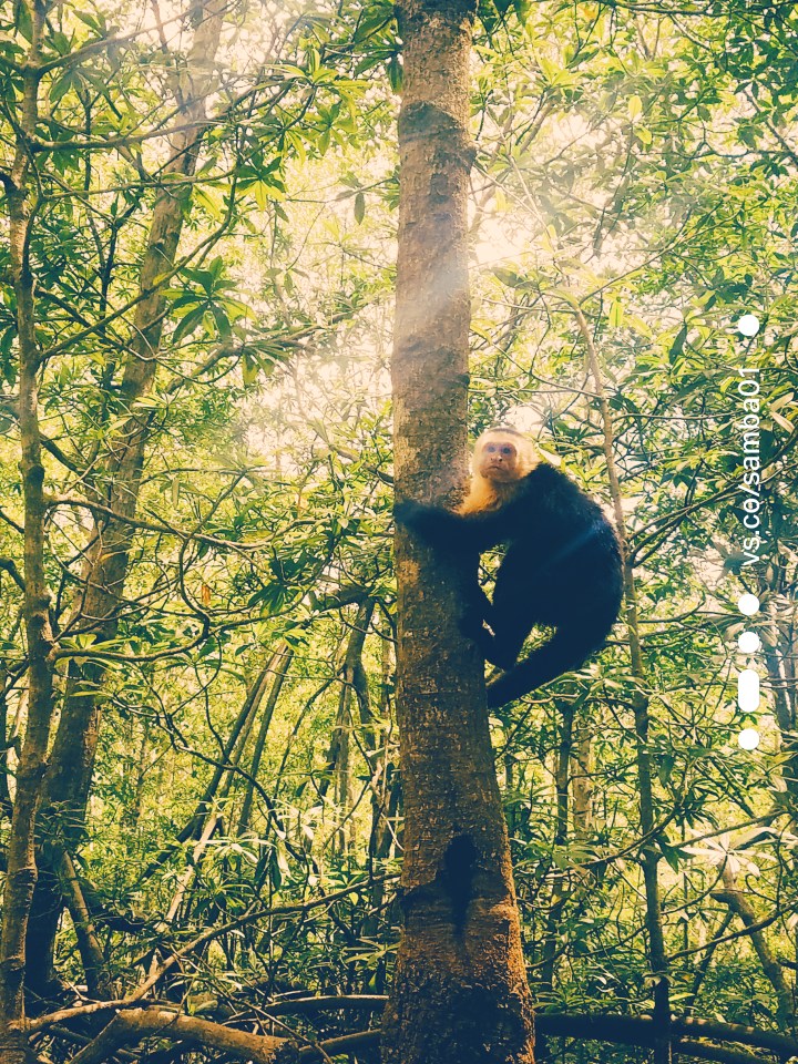 A small furry black and white monkey clings to a tree trunk in the jungle.