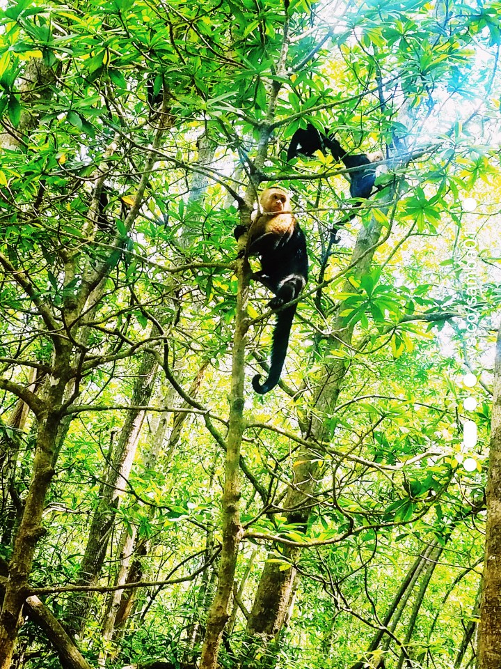 Monkeys sitting in green vibrant trees looking off into the distance. The monkeys are small and black and white.