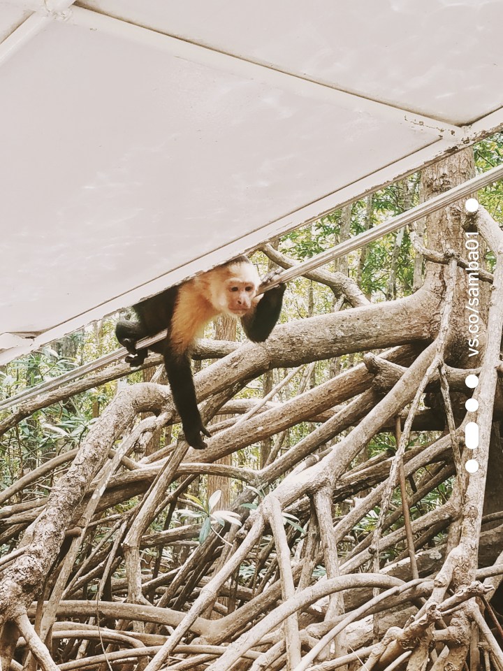 A small black and white monkey climbs onto the side of the boat. 