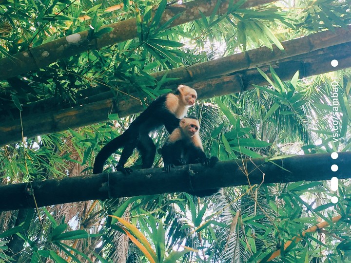 Two small furry black and white monkeys cling to each other in the jungle of Costa Rica. A site that can be seen on the monkey boat tour of Costa Rica