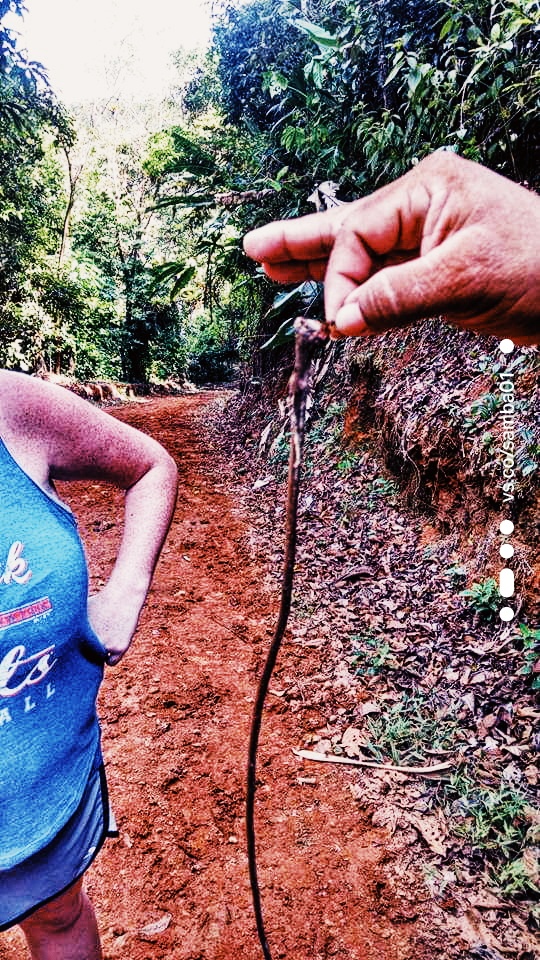 A strong ant is able to hold the weight of a large stick in its mouth with no help