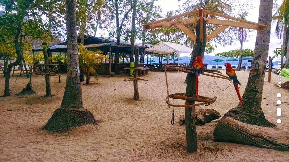 Several pavilions on the beach among palm trees, with a couple of parrots 