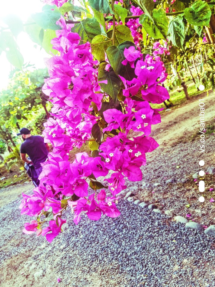 A bunch of purple flowers hanging down from a tree