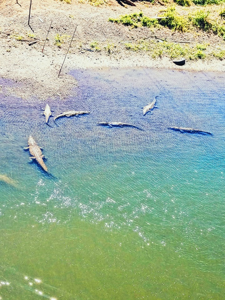 A pool of alligators in Jaco, Costa Rica