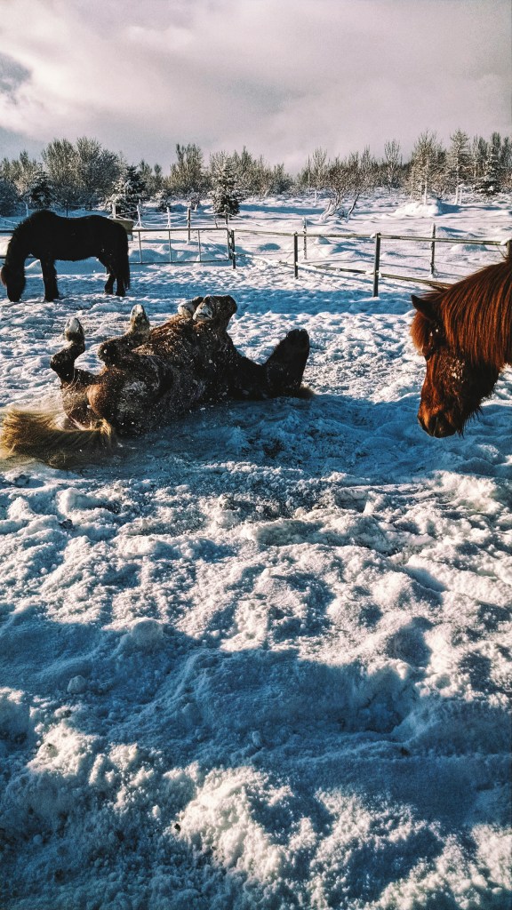 A horse rolling on his back in the snow in Iceland