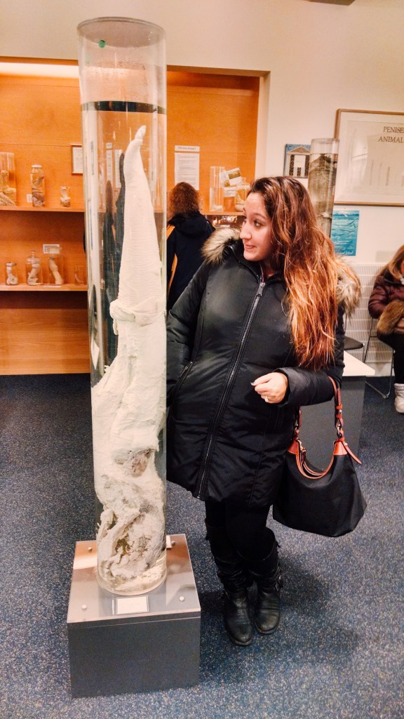 A woman standing next to the genitals of a sperm whale at the Phallological Museum in Reykjavik