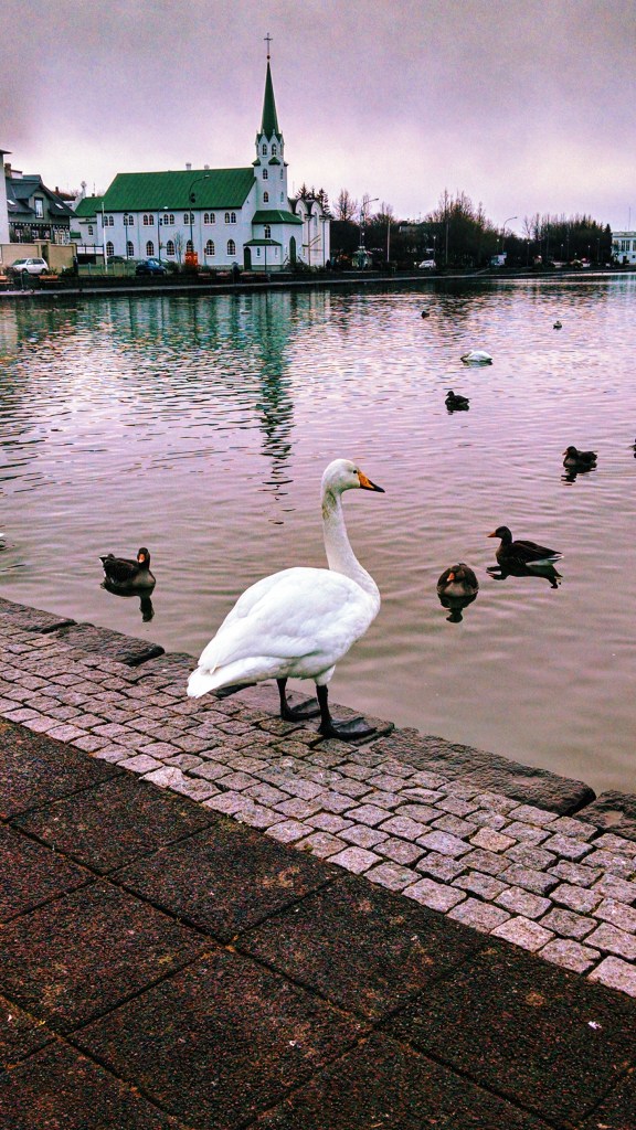 A giant goose stands by the water in Reykjavik. 