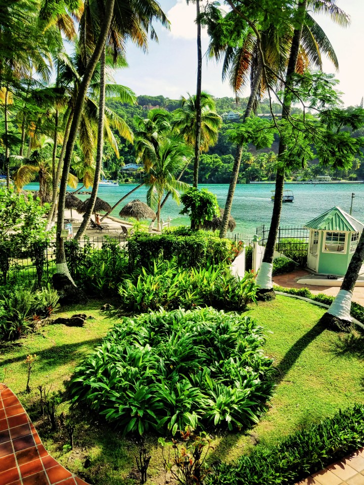 Palm trees on the island of St Lucia