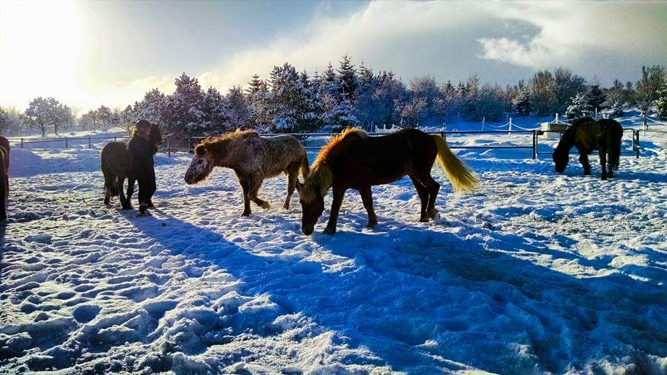 Horses in Pen, Horseback Riding in Iceland