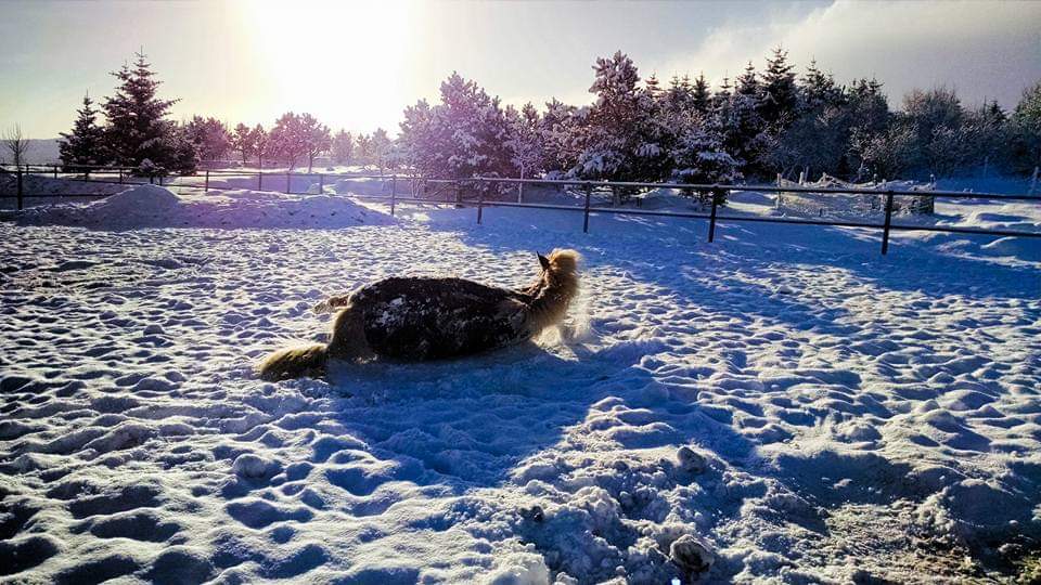 Horse, Hoseback Riding in Iceland