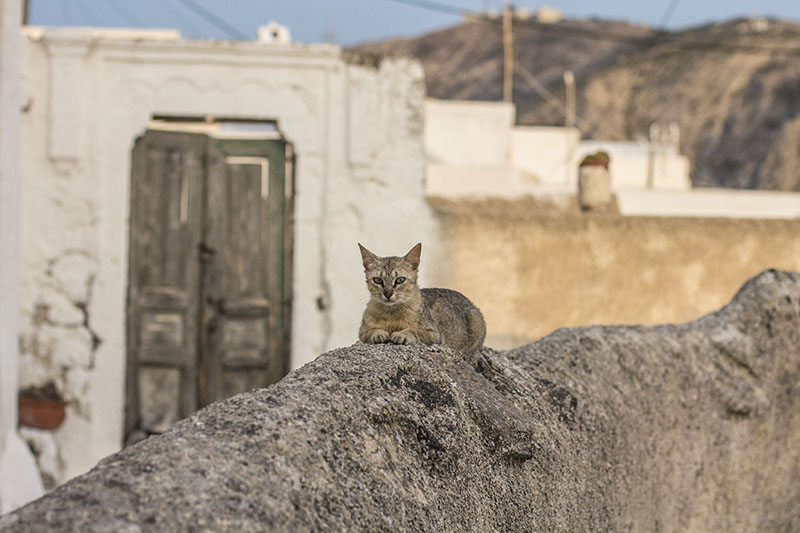 Lounging cat in Greece