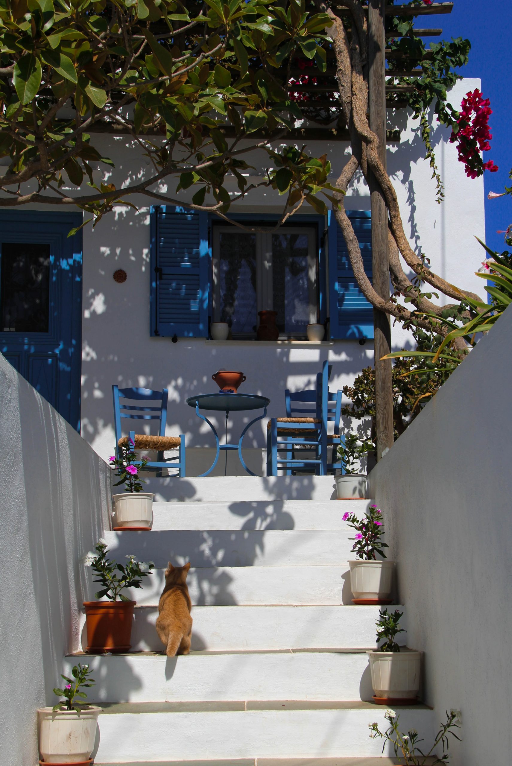 Front steps leading up to a home with a cat on its steps