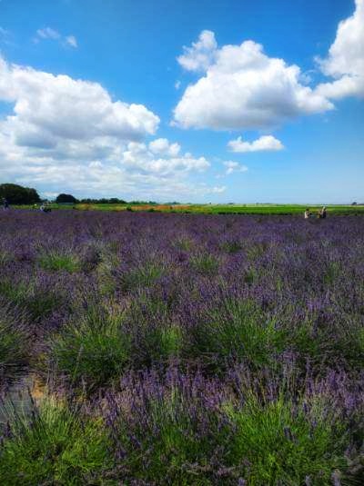 The lavender fields in Lavender by the Bay in Long Island