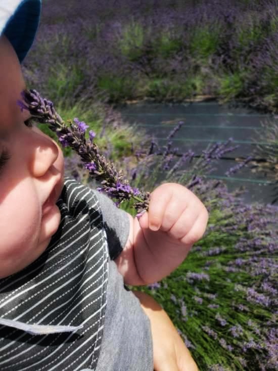 An infant holding a piece of lavender