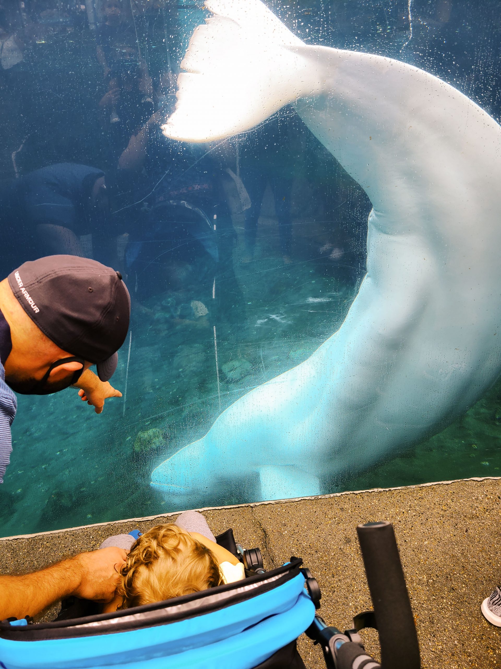 A man and child in a stroller watching a whale behind a pane of glass at the aquarium in Mystic, Connecticut