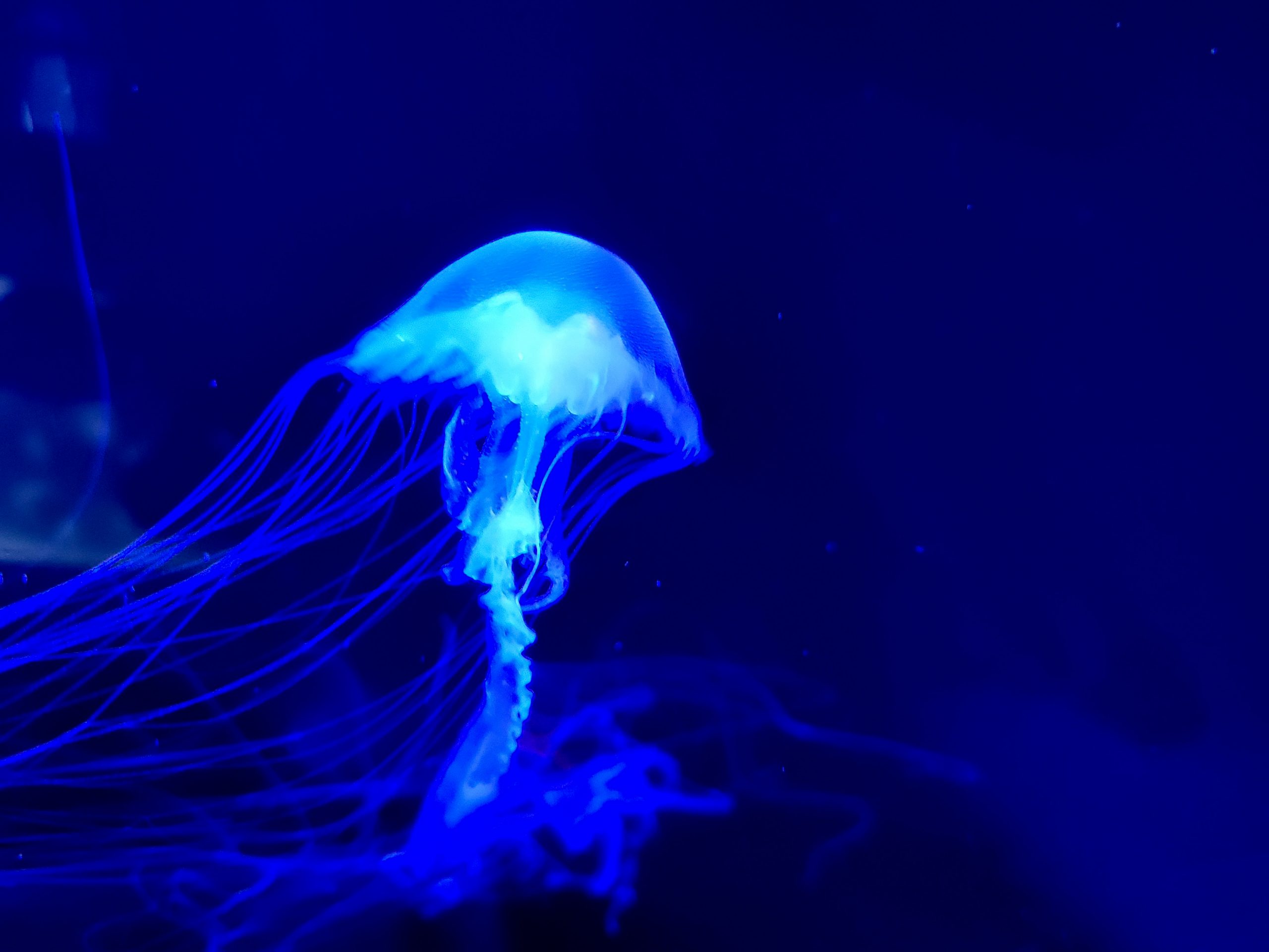 A jellyfish floating in the water