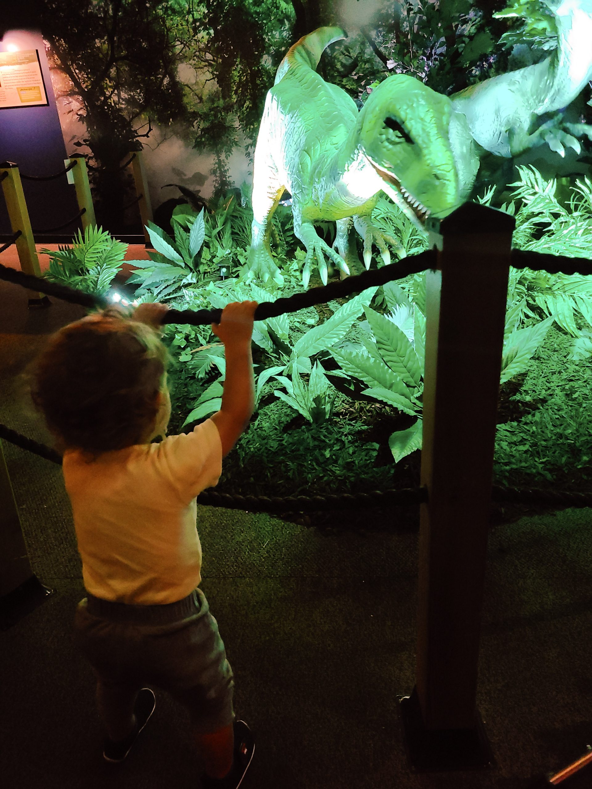 A child looking at a dinosaur exhibit at a museum
