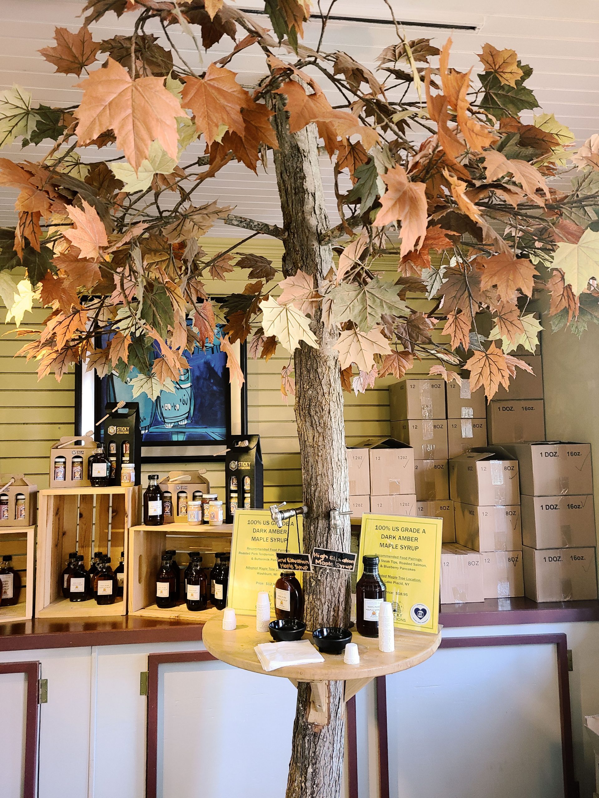 A tree with taps offering samples of maple syrup