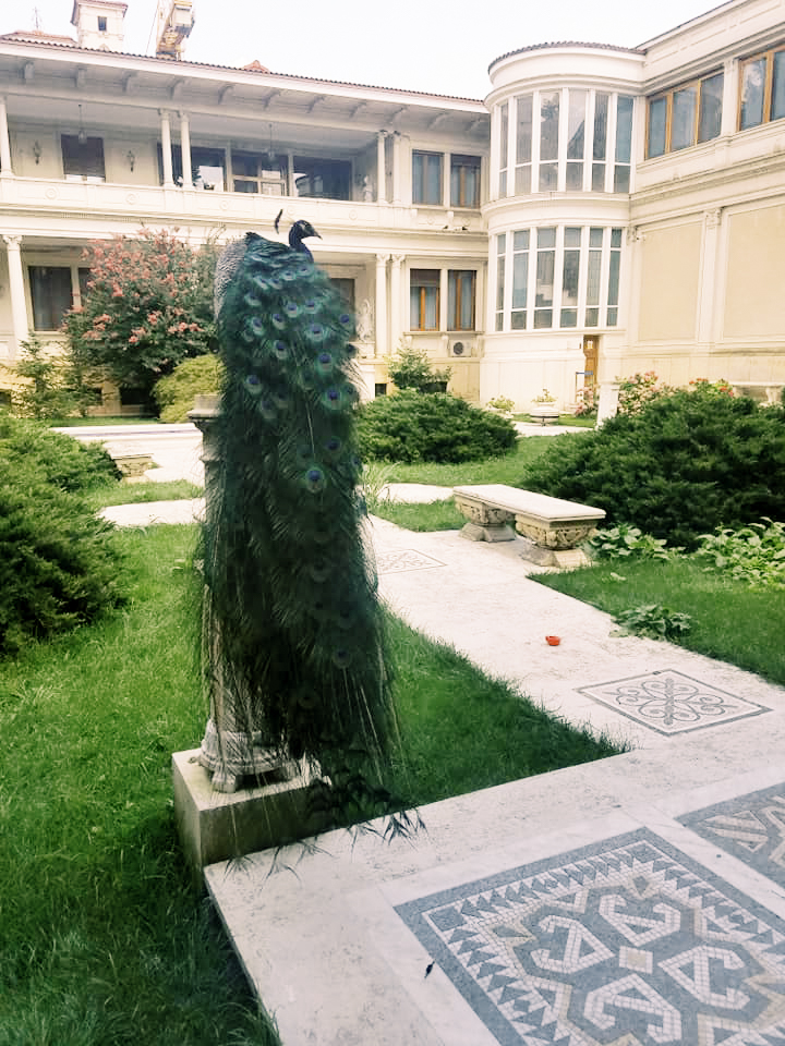 Greeted by a peacock during our tour of the Ceausescu mansion