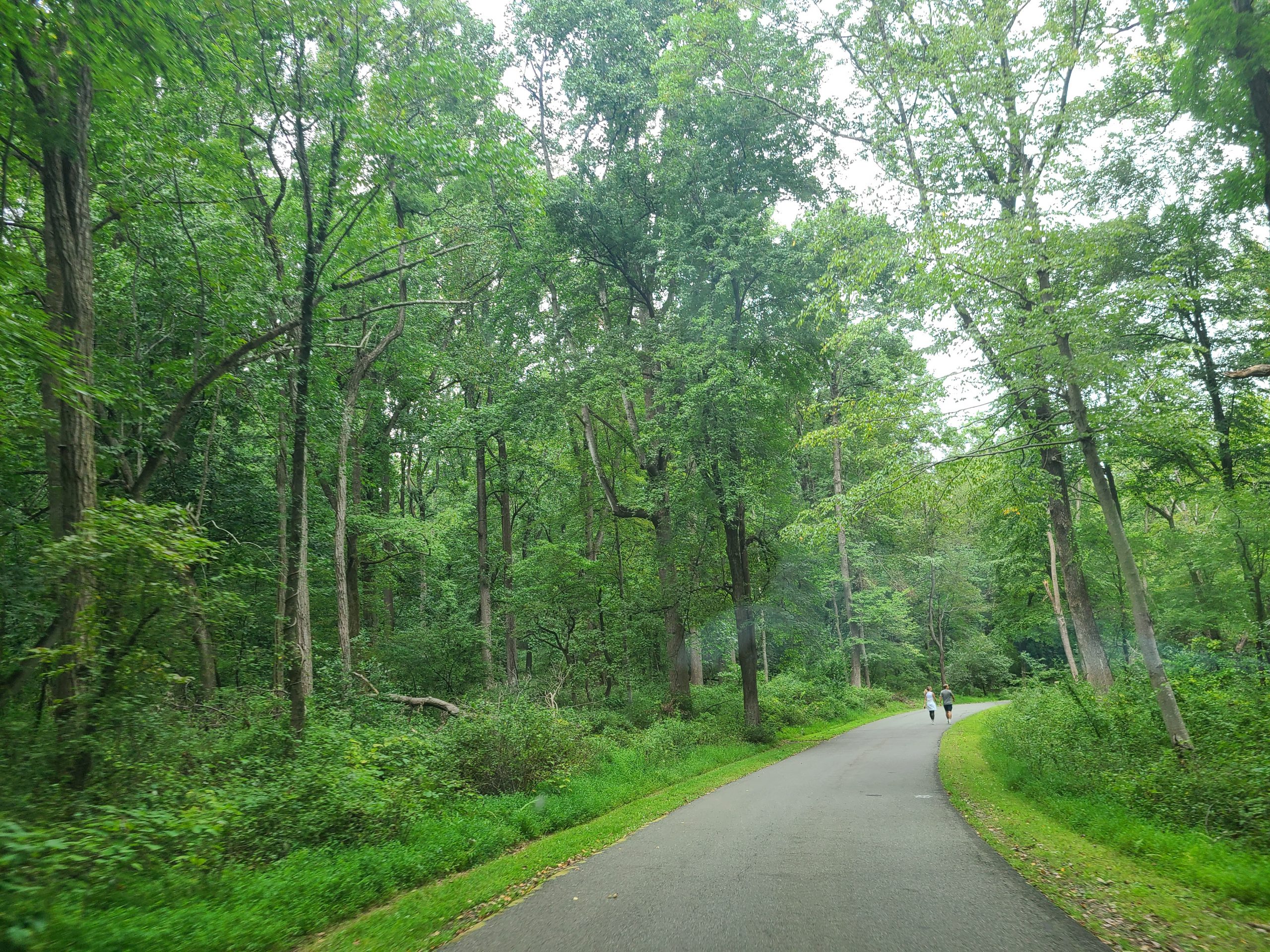 A photo of the forest and the pathway in Jockey Hollow Park in New Jersey