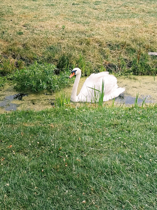 Dutch Swan