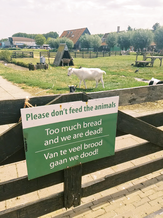 Netherlands farm