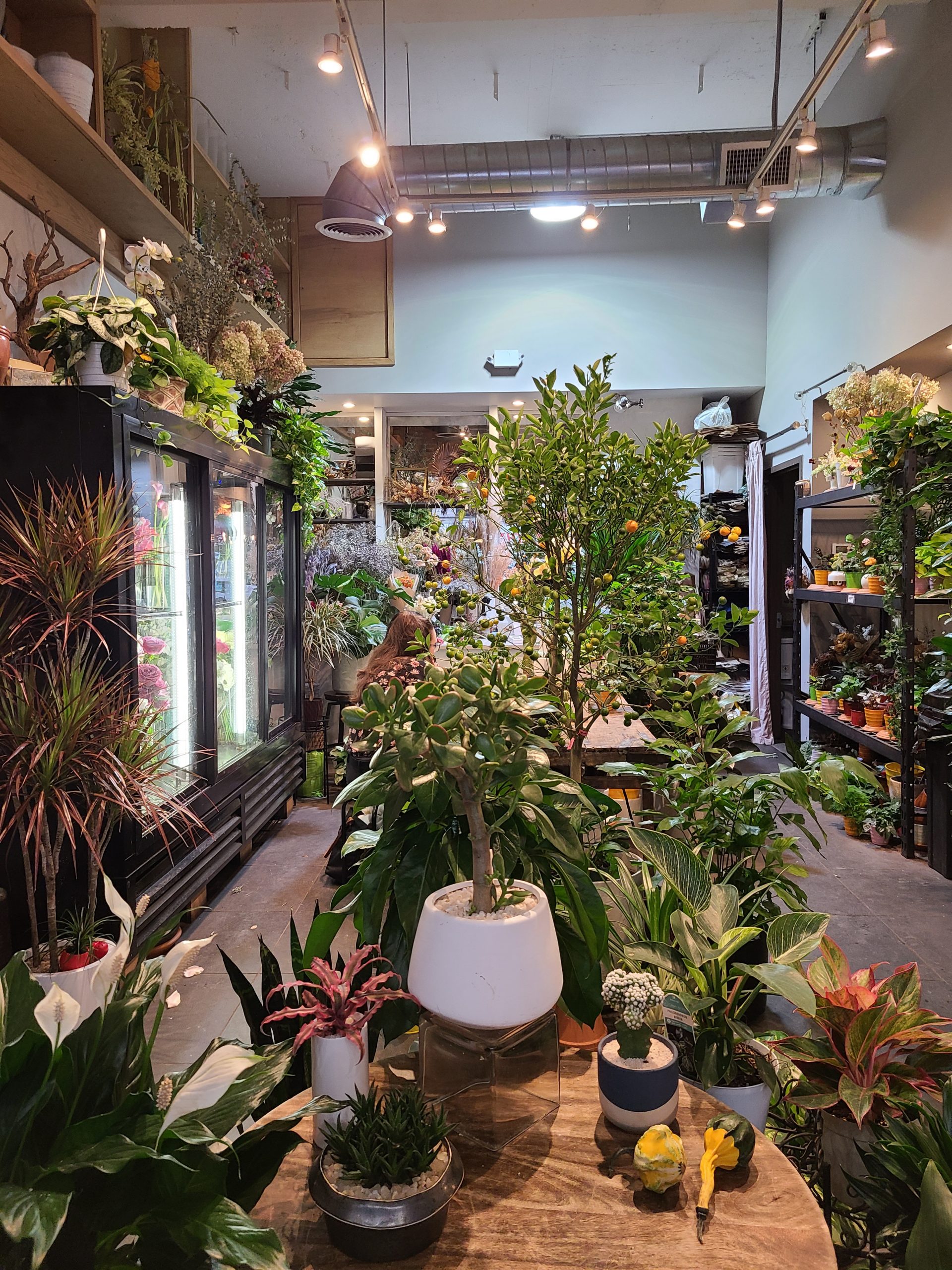 A photo of the collection of plants inside Remi Flower and Coffee cafe.