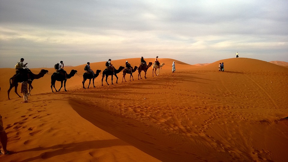 Riding camels in Abu Dhabi