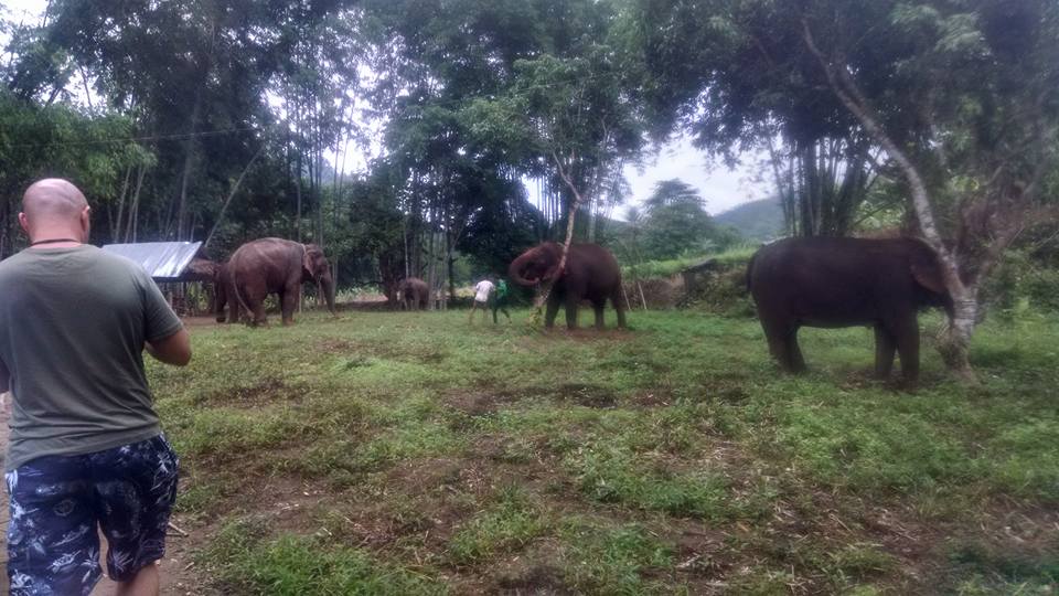 Visiting with elephants in Chiang Mai
