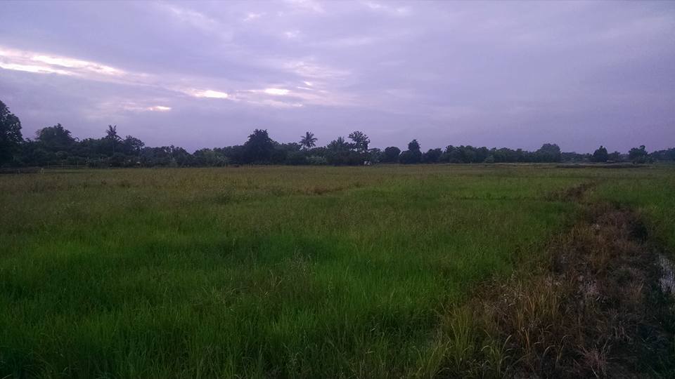 Rice paddy fields in Chiang Mai