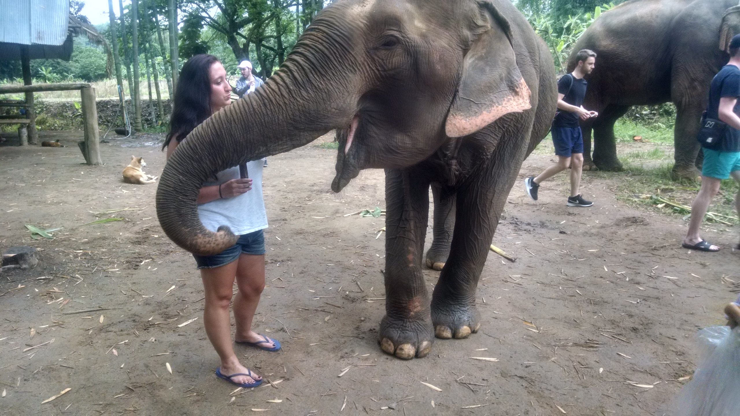 My dream of meeting an elephant came true in Chiang Mai